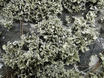[Ramalina tingitana]